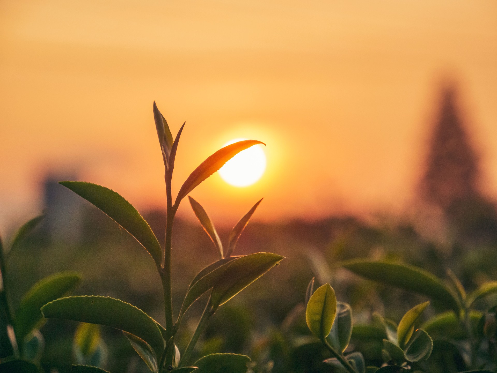 L'albero del tè verde lascia la camelia sinensis alla luce del sole della fattoria biologica. Fresca giovane fattoria di erbe aromatiche tenera in estate mattina. Luce solare Pianta dell'albero del tè verde. Primo piano Pianta del tè dell'albero natura 
